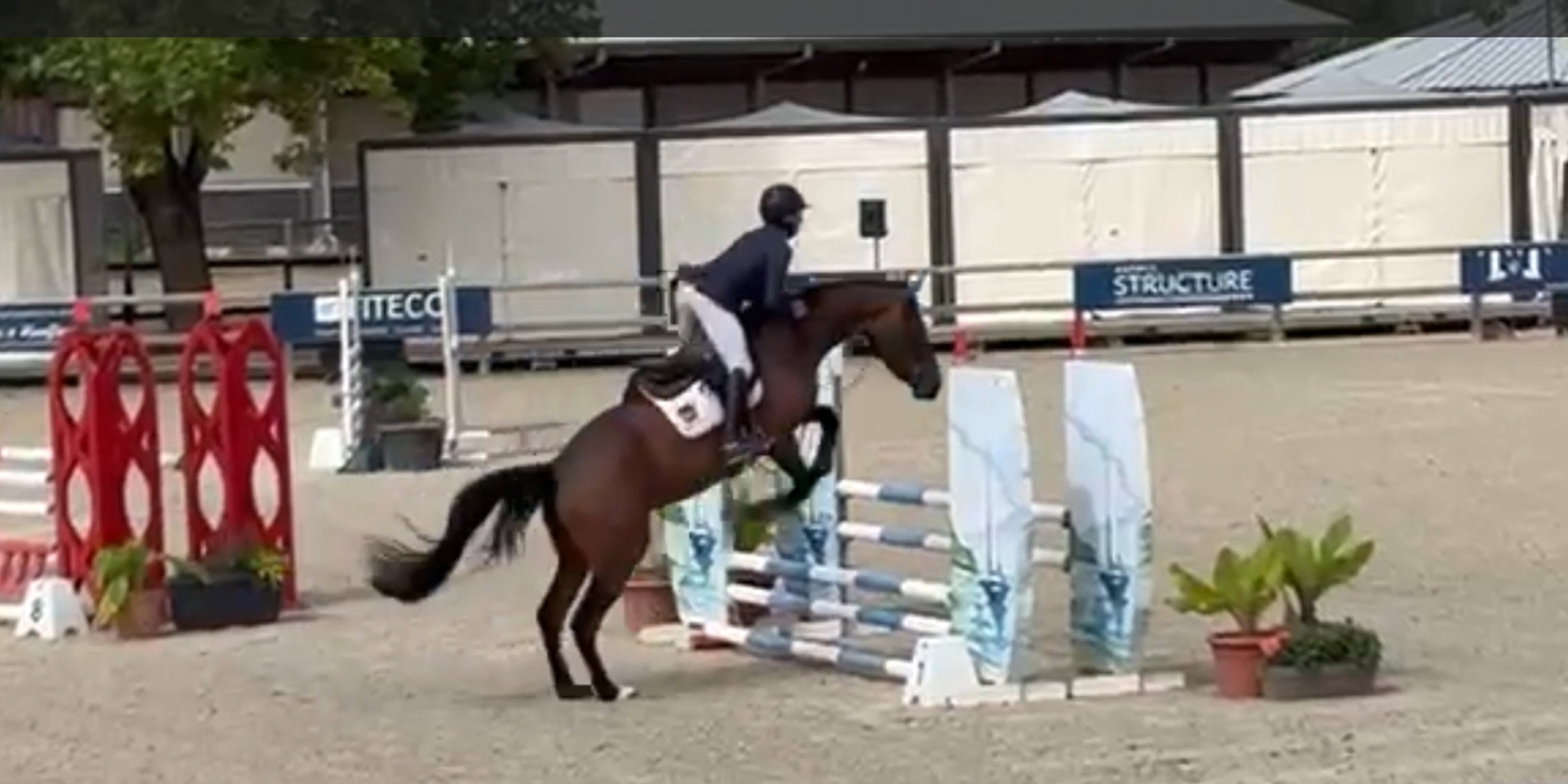 lady-gaga-des-forets Lady Gaga des Fôrets - The Horse Agency